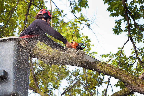 How Our Tree Care Process Works  in  Fern Acres, HI